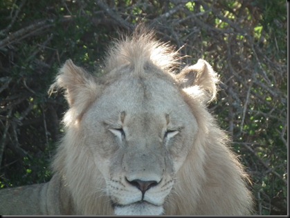 Addo Elephants Park 027