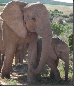 Addo Elephants Park 047