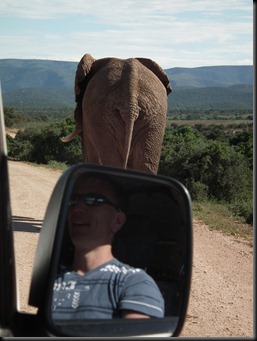 Addo Elephants Park 052