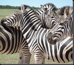 Addo Elephants Park 083