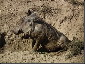 Addo Elephants Park 098