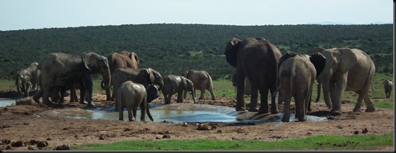 Addo Elephants Park 120