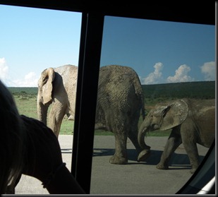 Addo Elephants Park 122