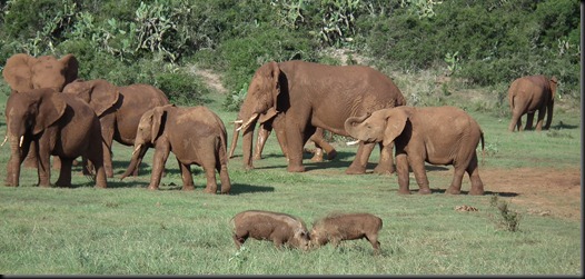 Addo Elephants Park 182