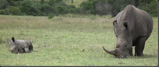 Kragga Kamma 014