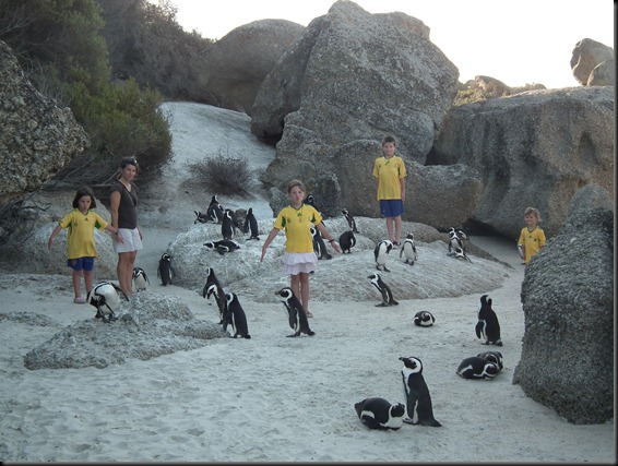 Strandmarkt   Simonstown Pinguine 136