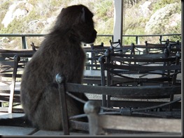 Cape of good Hope 027