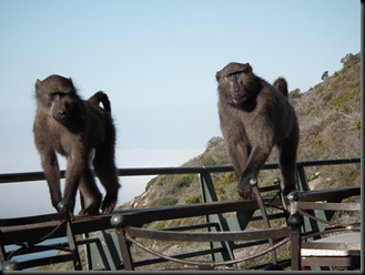 Cape of good Hope 034