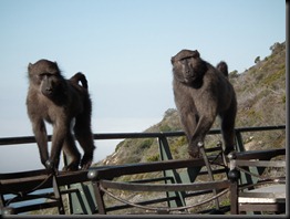 Cape of good Hope 034