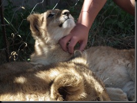 Daniell Cheetah Farm 050