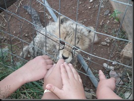 Daniell Cheetah Farm 066