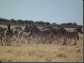 Etosha Halali 032