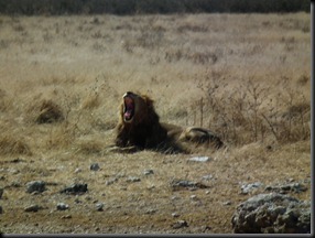 Etosha Halali 047