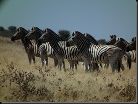 Etosha Halali 050