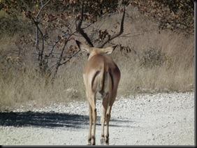 Etosha Halali 080