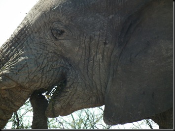 Etosha Halali 227