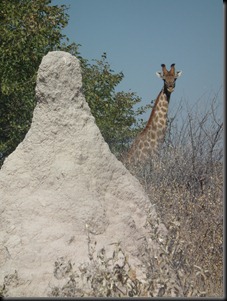 Etosha Namutoni 099