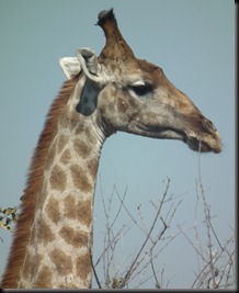 Etosha Namutoni 101