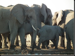 Etosha Namutoni (12)