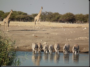 Etosha Namutoni 374