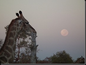 Etosha Namutoni (95)