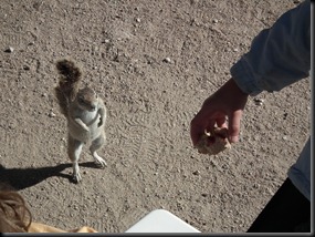 Etosha Okaukuejo 151