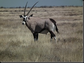 Etosha Okaukuejo 200