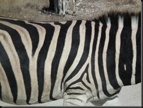 Etosha Okaukuejo 216