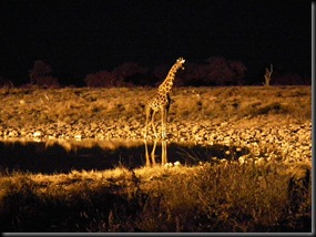 Etosha Okaukuejo 268